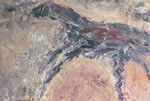 Purple-Animal-oil-painting