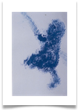 Blue Monkey :: Watercolour on Paper (Mounted) :: 20" x 18" :: 170