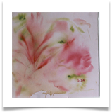 Pink Swirl :: Watercolour on Paper (Mounted) :: 22" x 22" ::  340